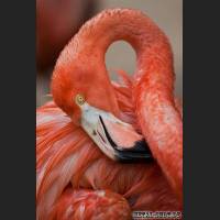 57_flamingo_1.jpg