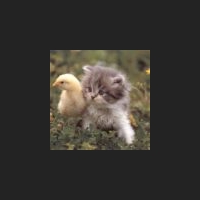 huhn_katze-100x100.jpg