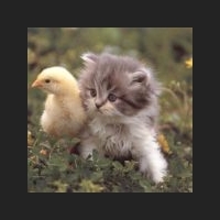 huhn_katze-150x150.jpg